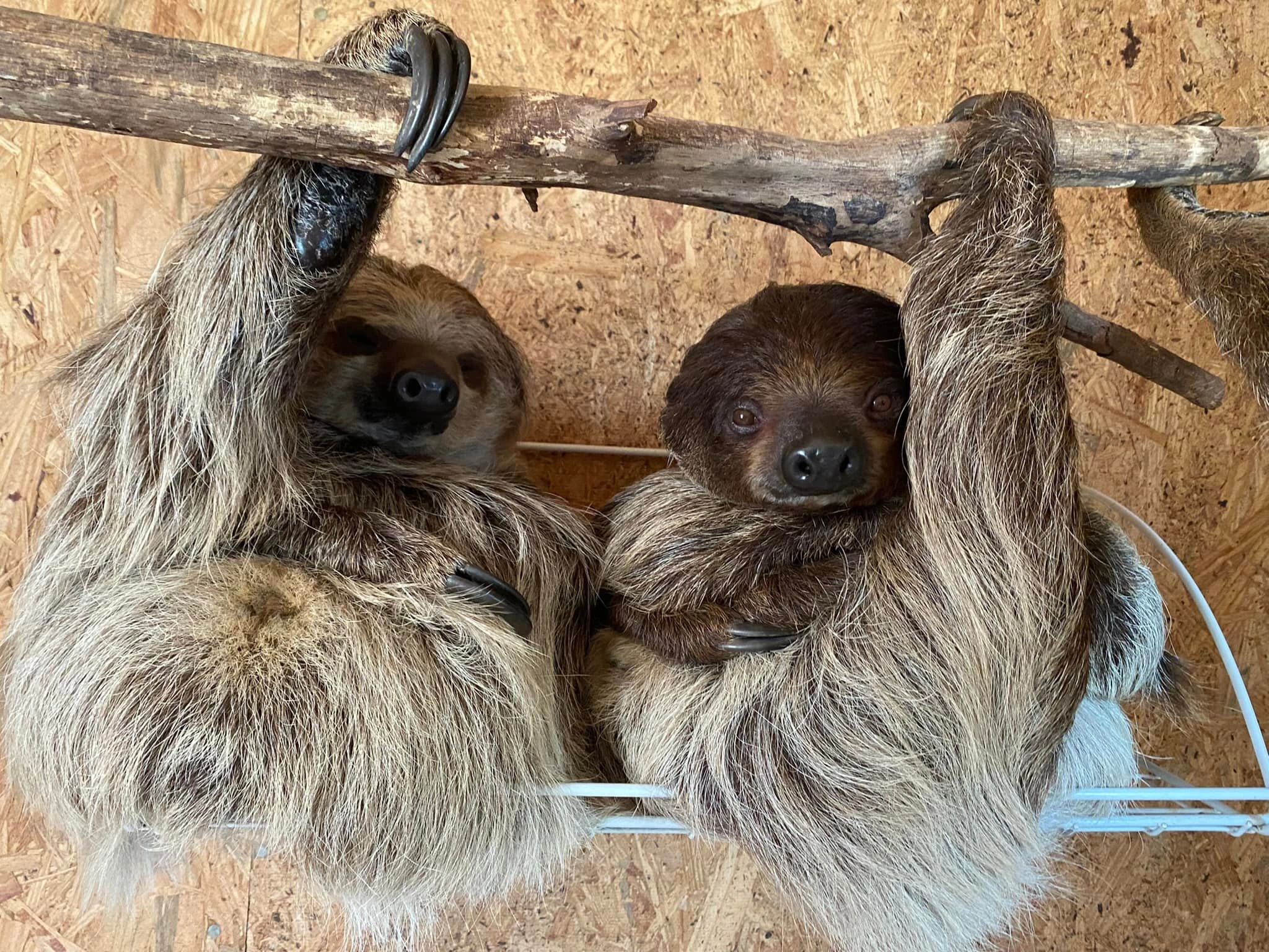 Sloth Encounter