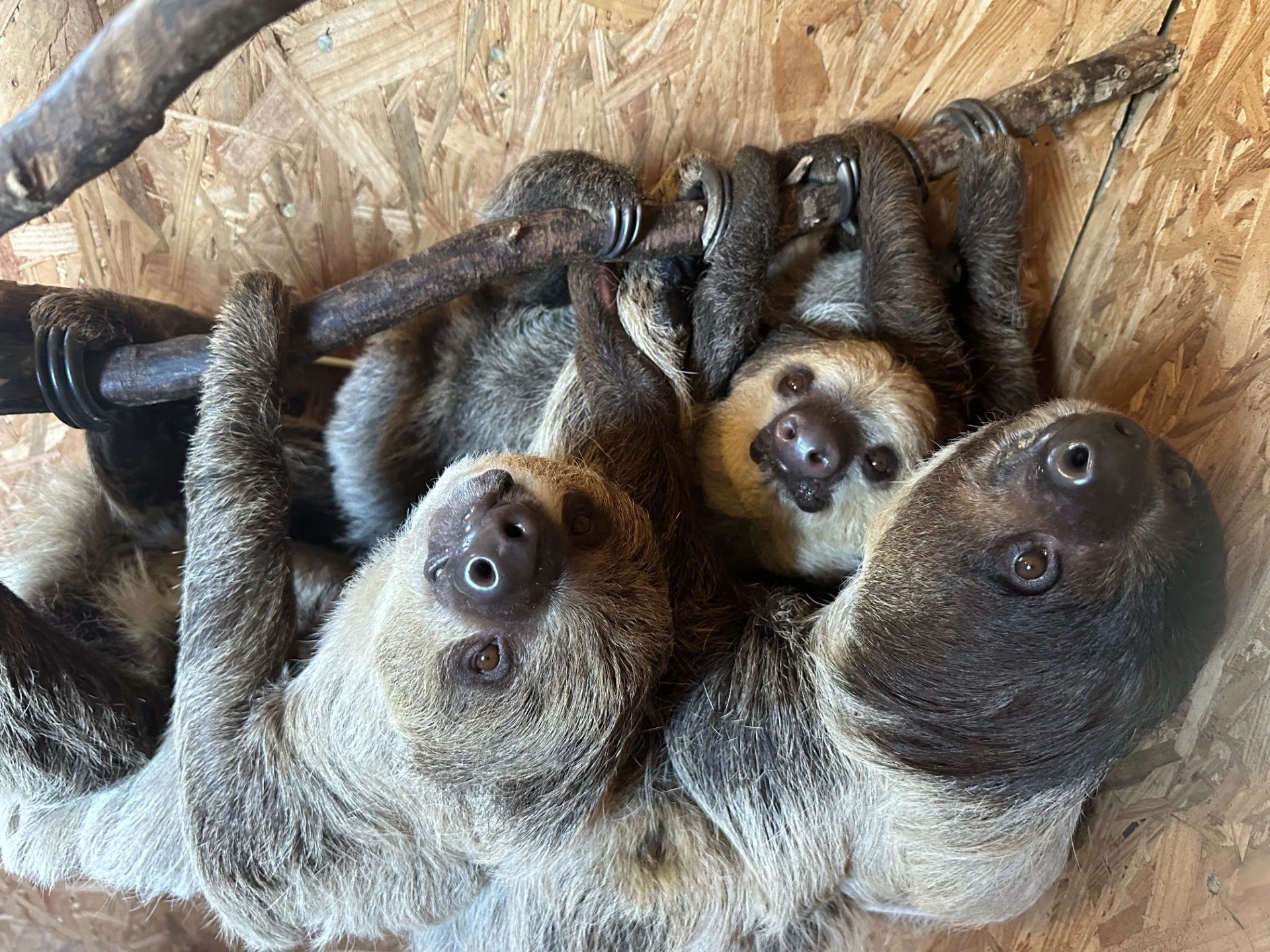 The sloth trio hanging out together