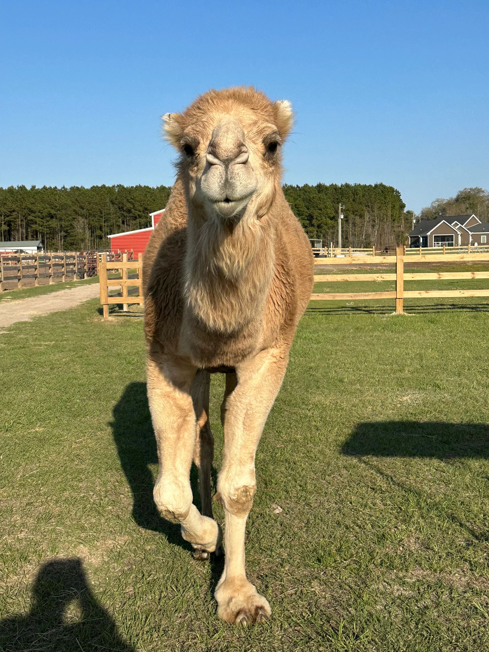 Sahara the Dromedary Camel