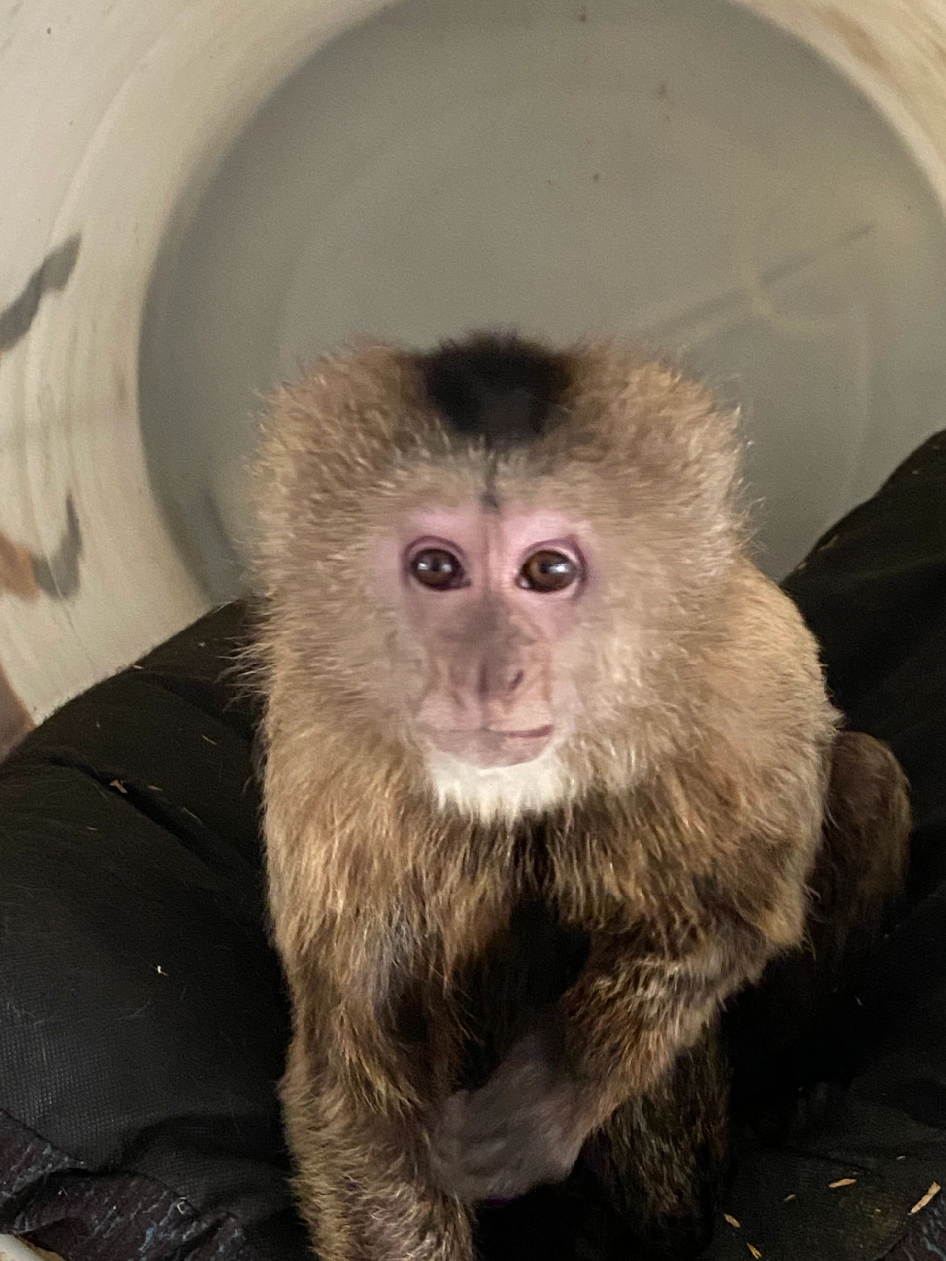 Capuchin face up close