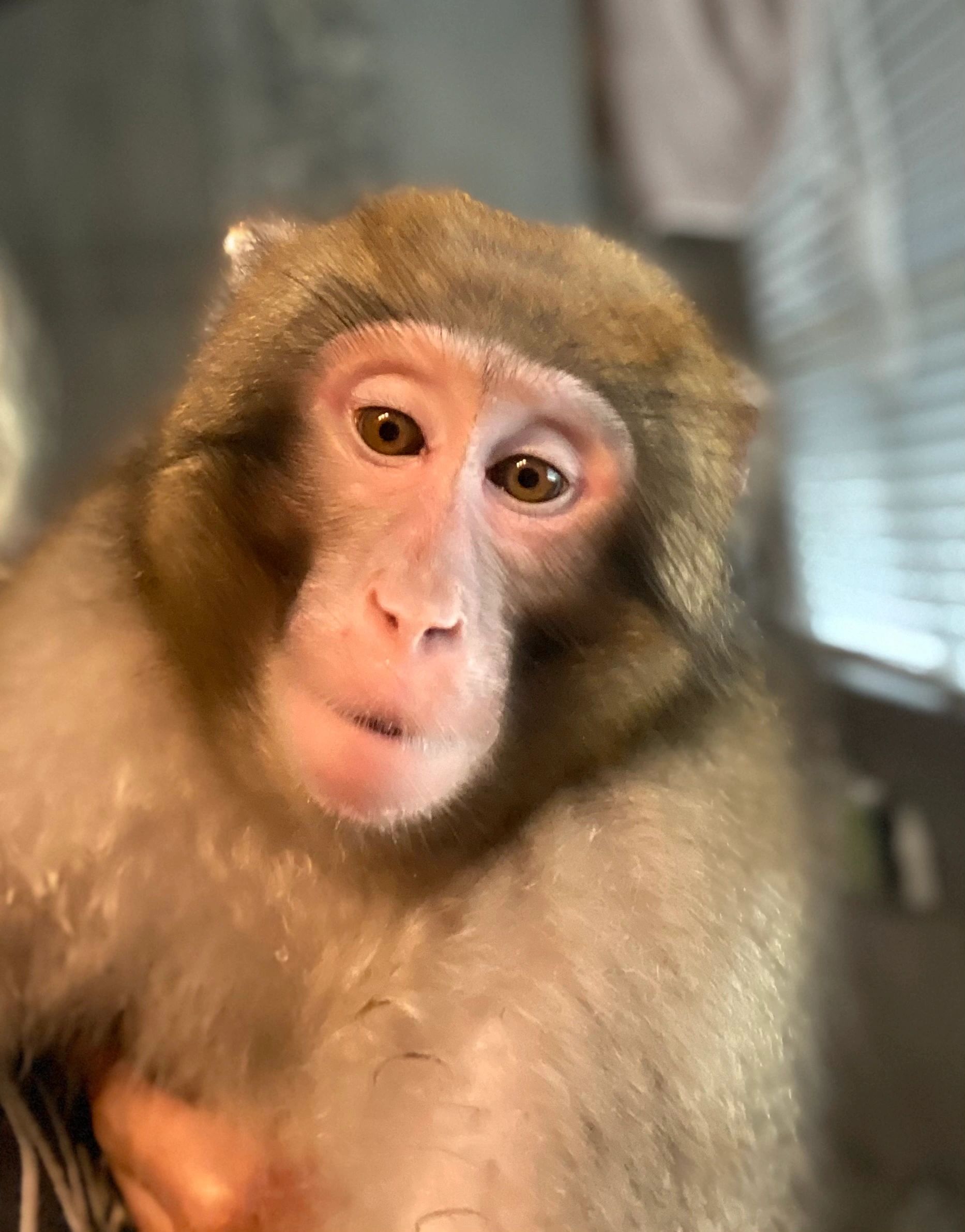 Long-tailed macaque portrait