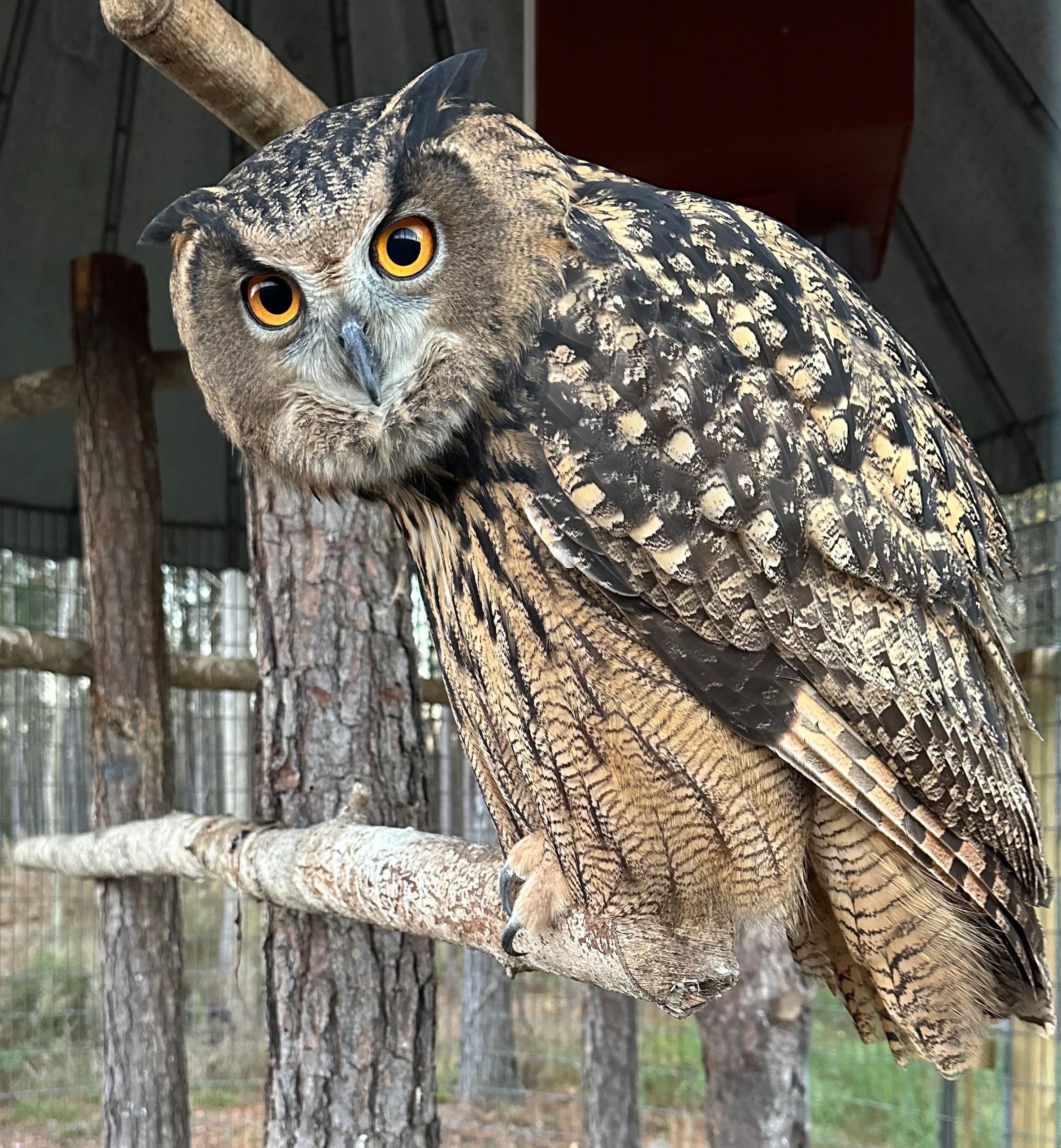 Eurasian eagle owl on the perch