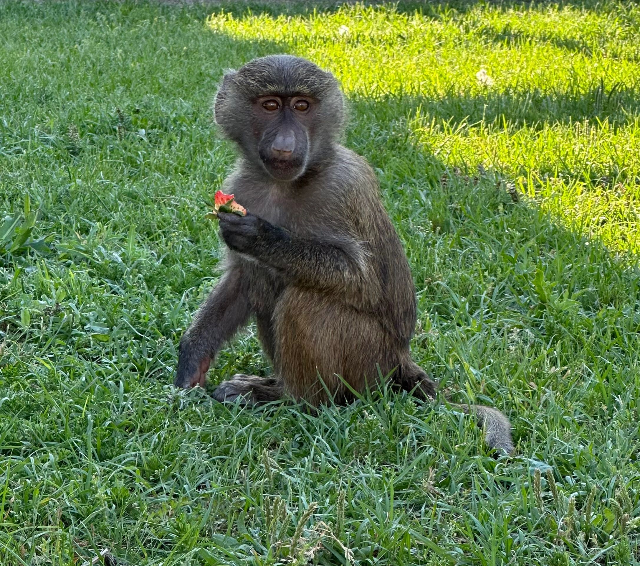 Macaque enjoying a strawberry