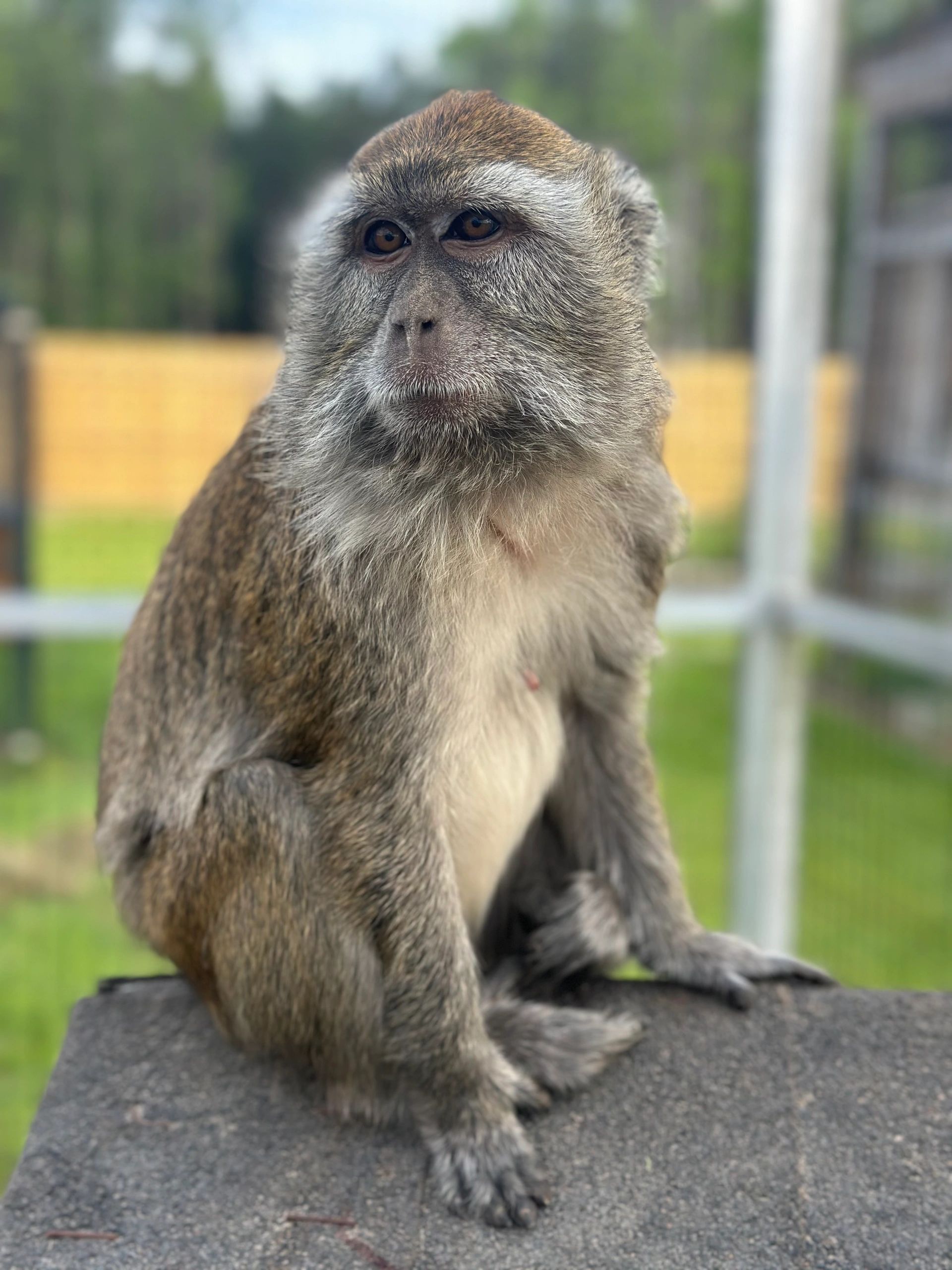 Macaque taking in the view