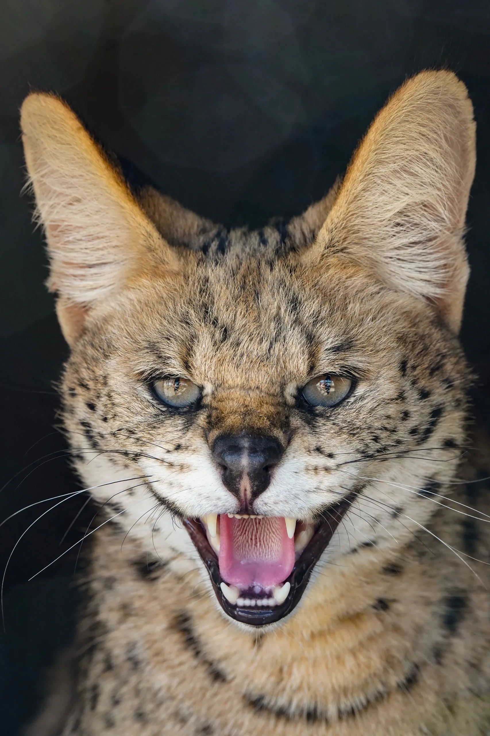 An African serval shows off those teeth