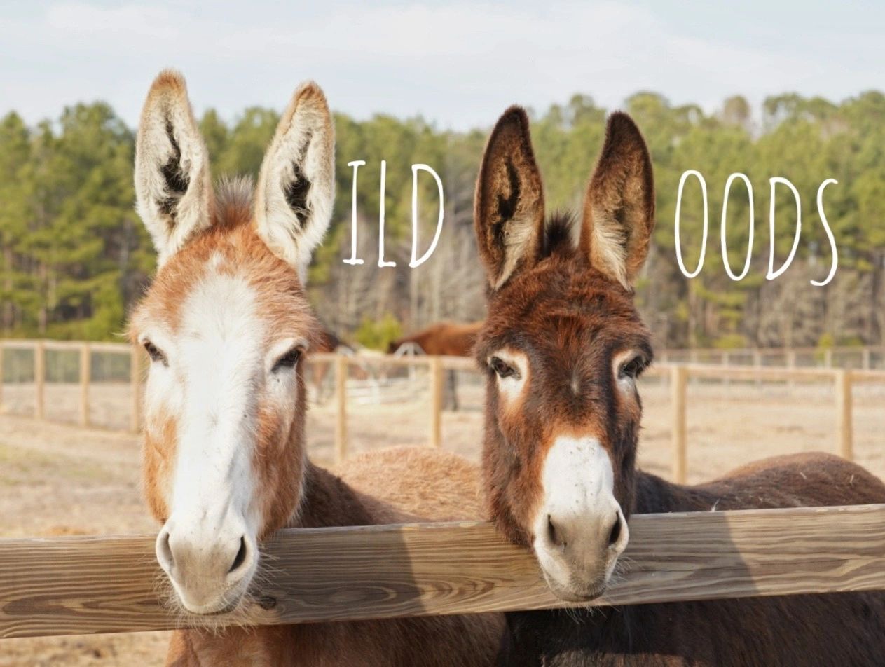 The donkey duo at the fence