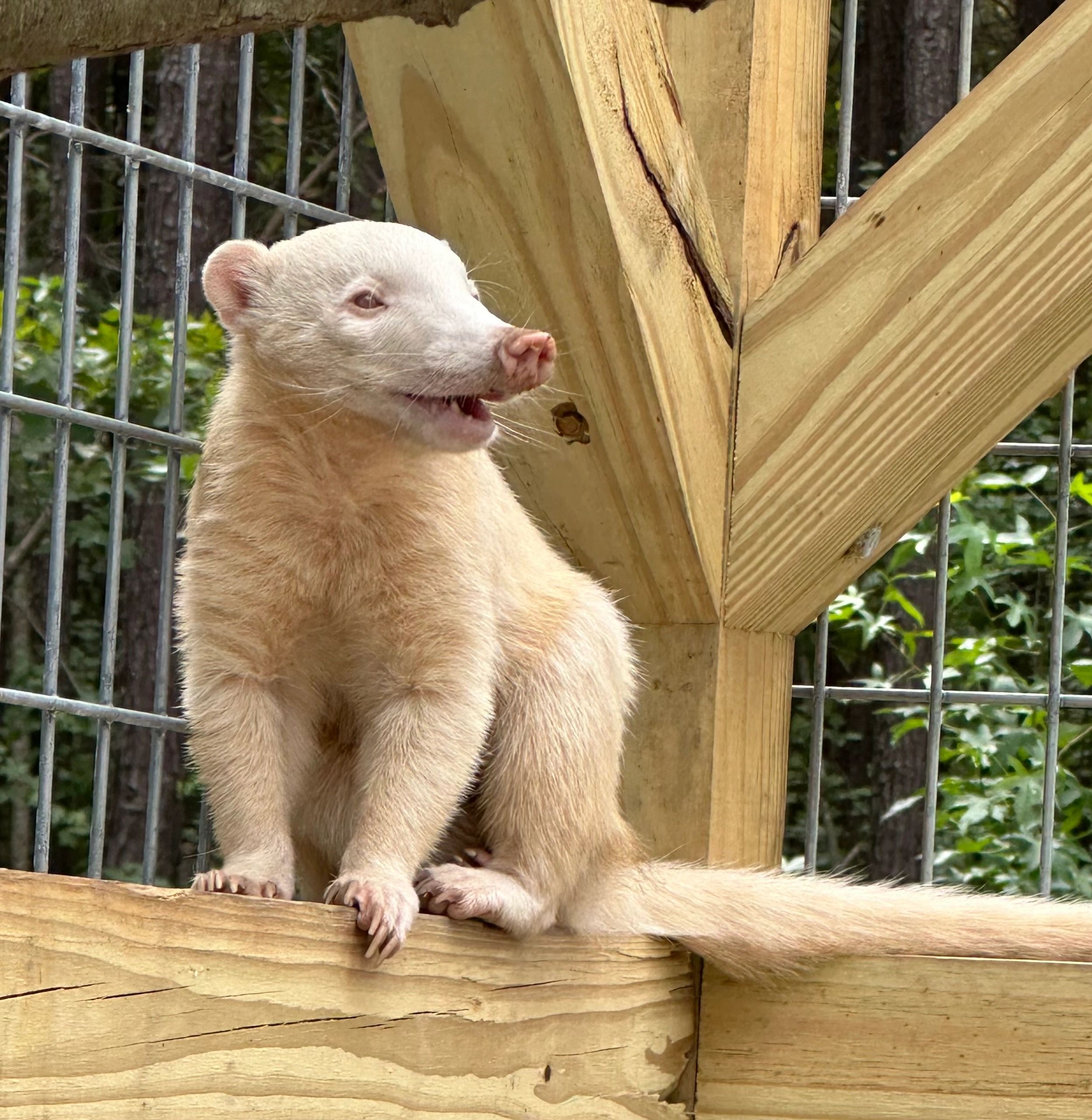 Our rare albino coati