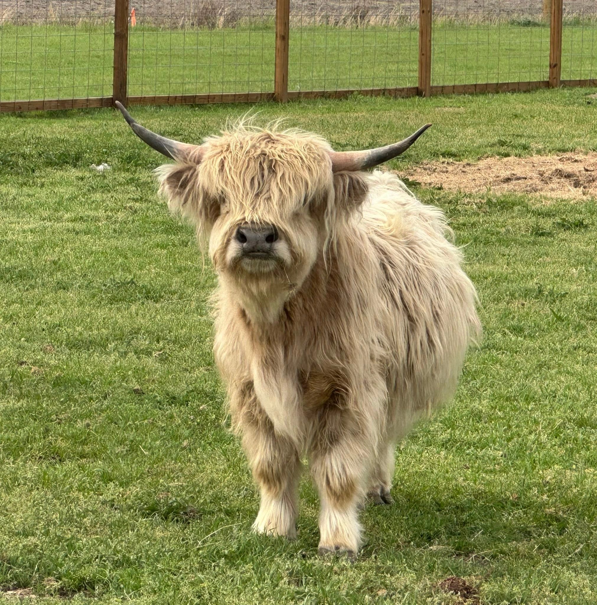 Sugar the Mini Highland Cow
