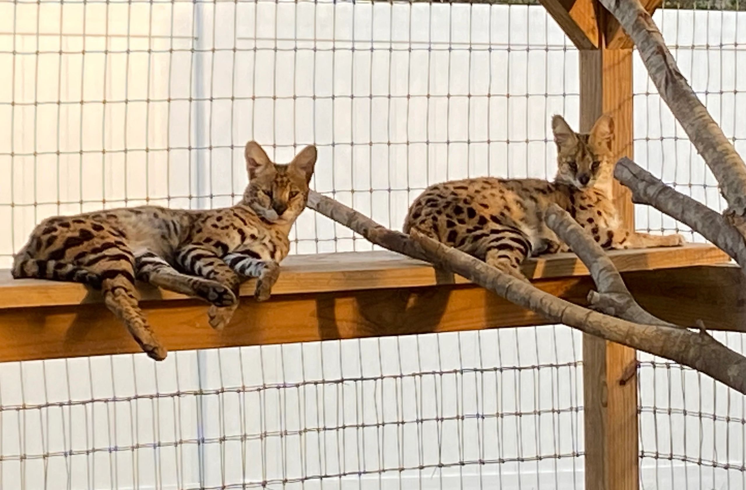Two servals lounging on their perch