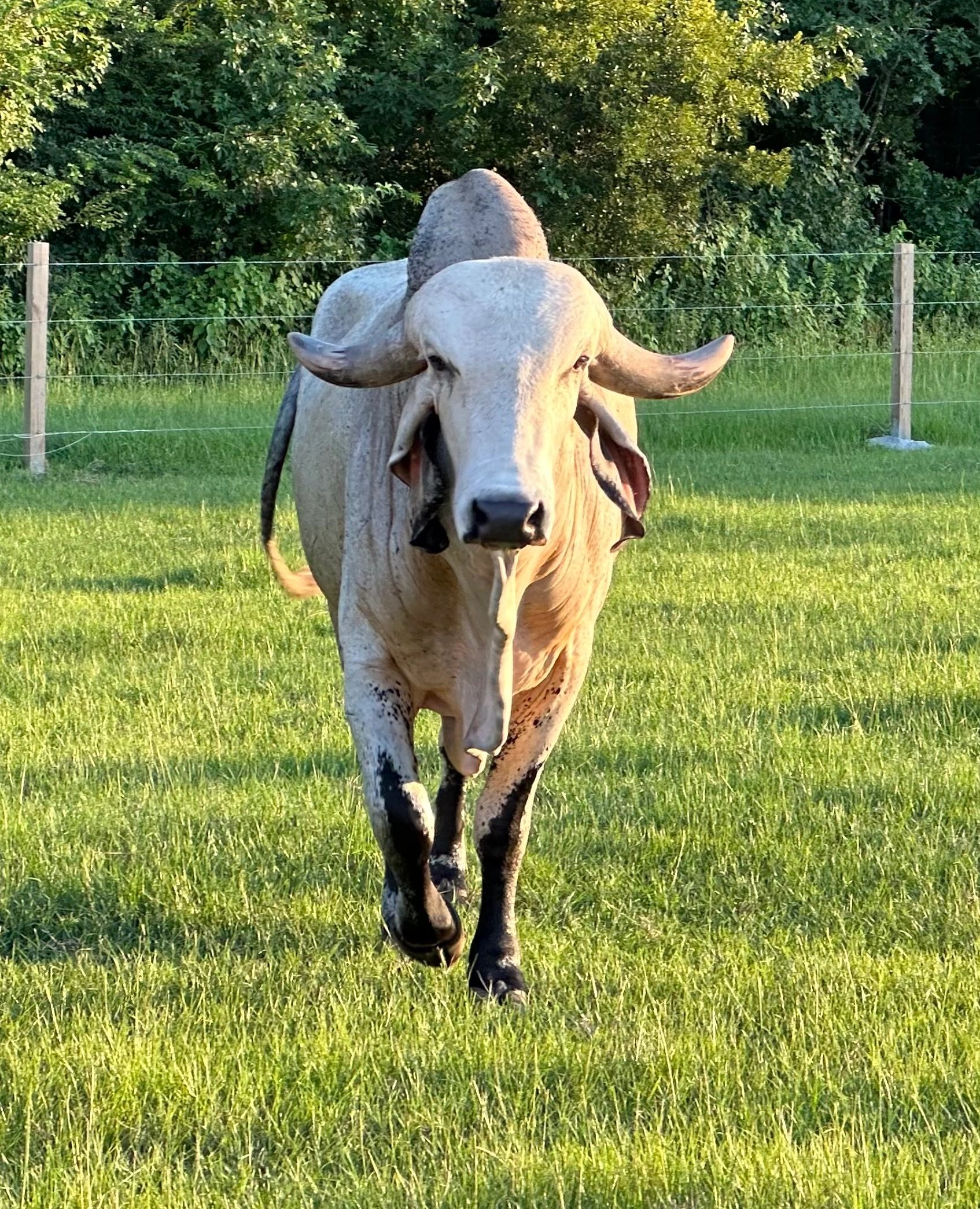 Magnus, the magnificent Brahman bull