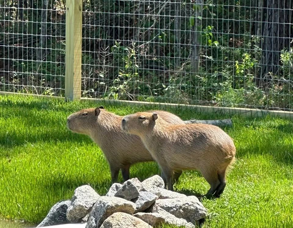 Capybara Encounter