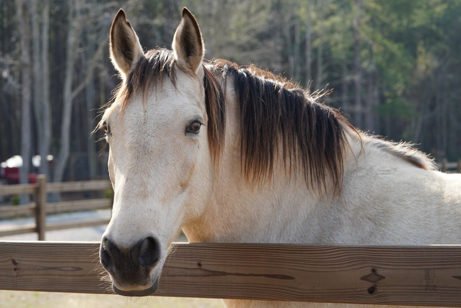 The Ponies — Miniature Horses & Ponies