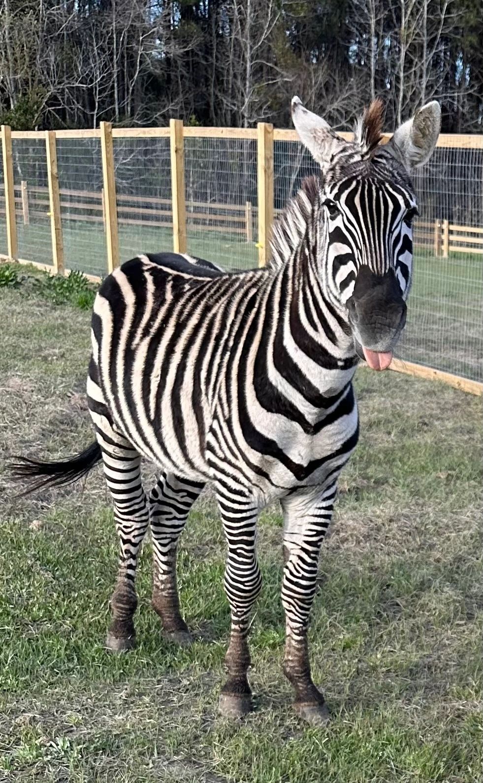 Stripes for days — the resident zebra
