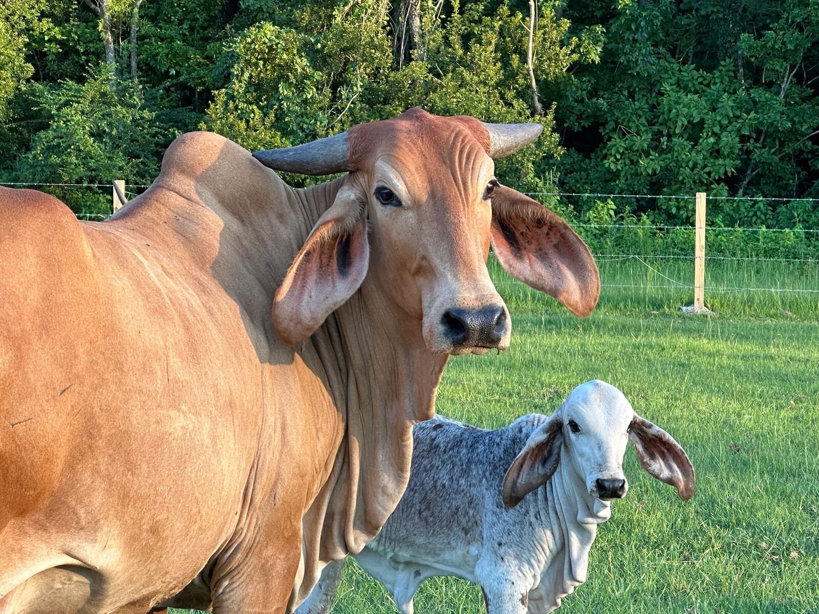 The Goat Crew — Pygmy & Nigerian Dwarf Goats